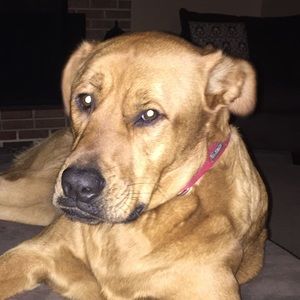 Meet your Posher, Morgan